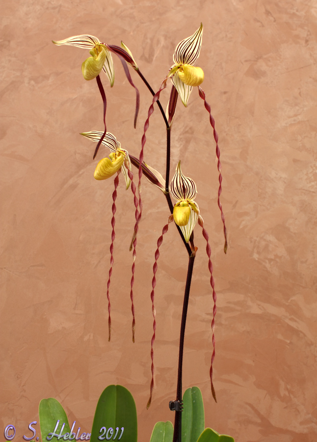 Paphiopedilum philippinense roebelenii